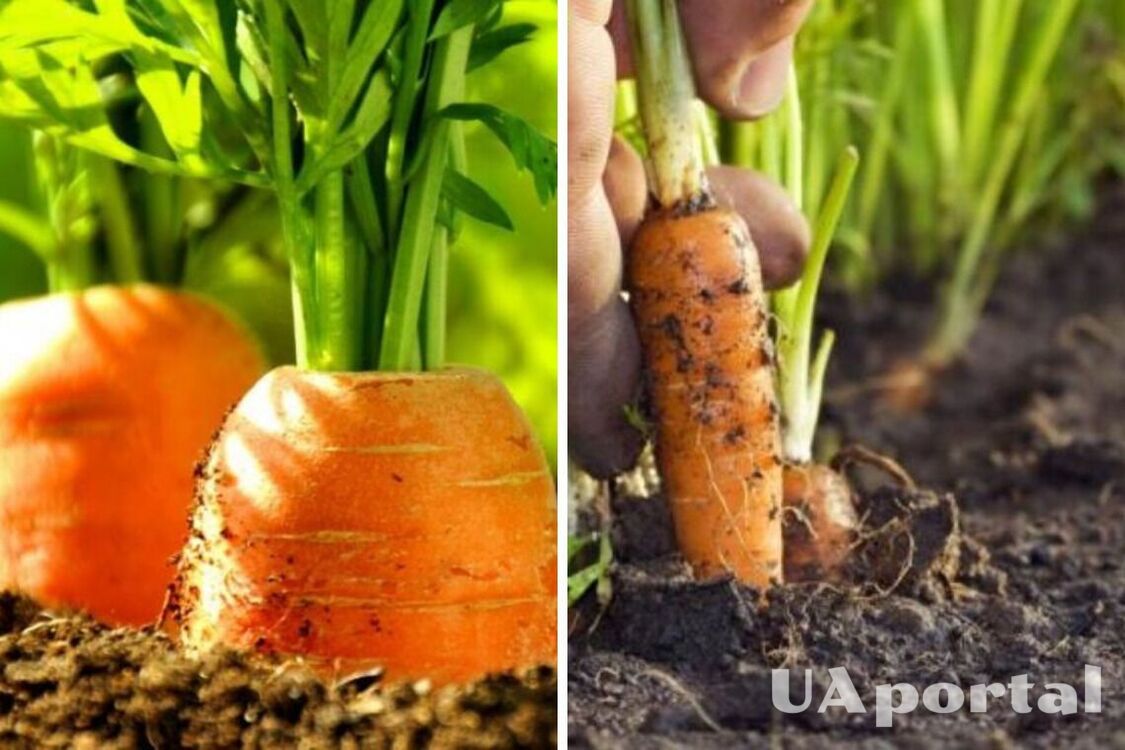 Як швидко прорідити моркву: лайфхак з манкою 
