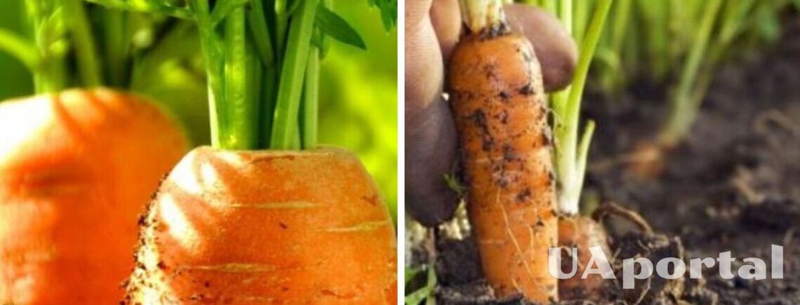 Как быстро проредить морковь: лайфхак с манкой