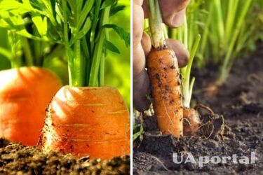 Як швидко прорідити моркву: лайфхак з манкою