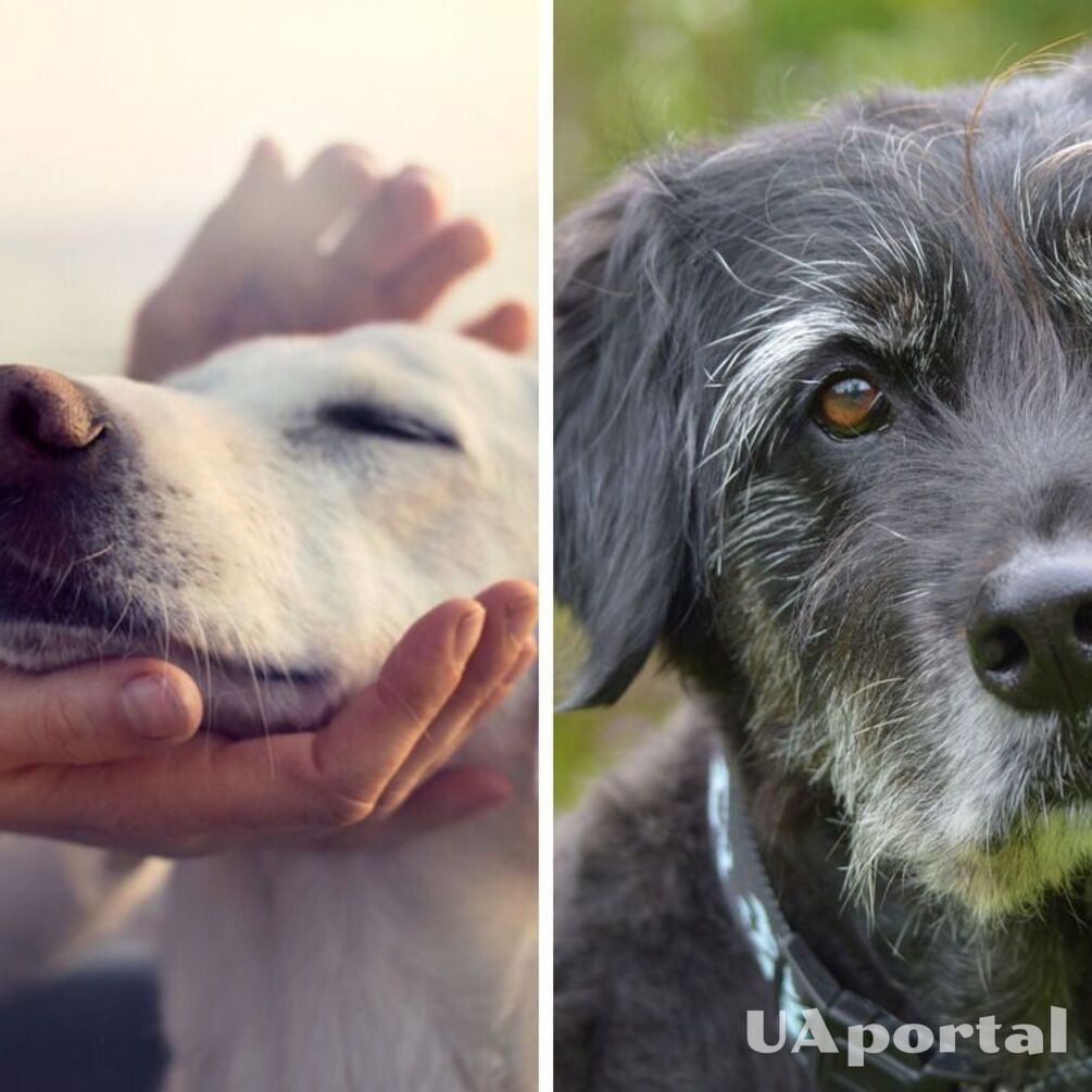 Как ухаживать за старыми собаками: советы ветеринаров
