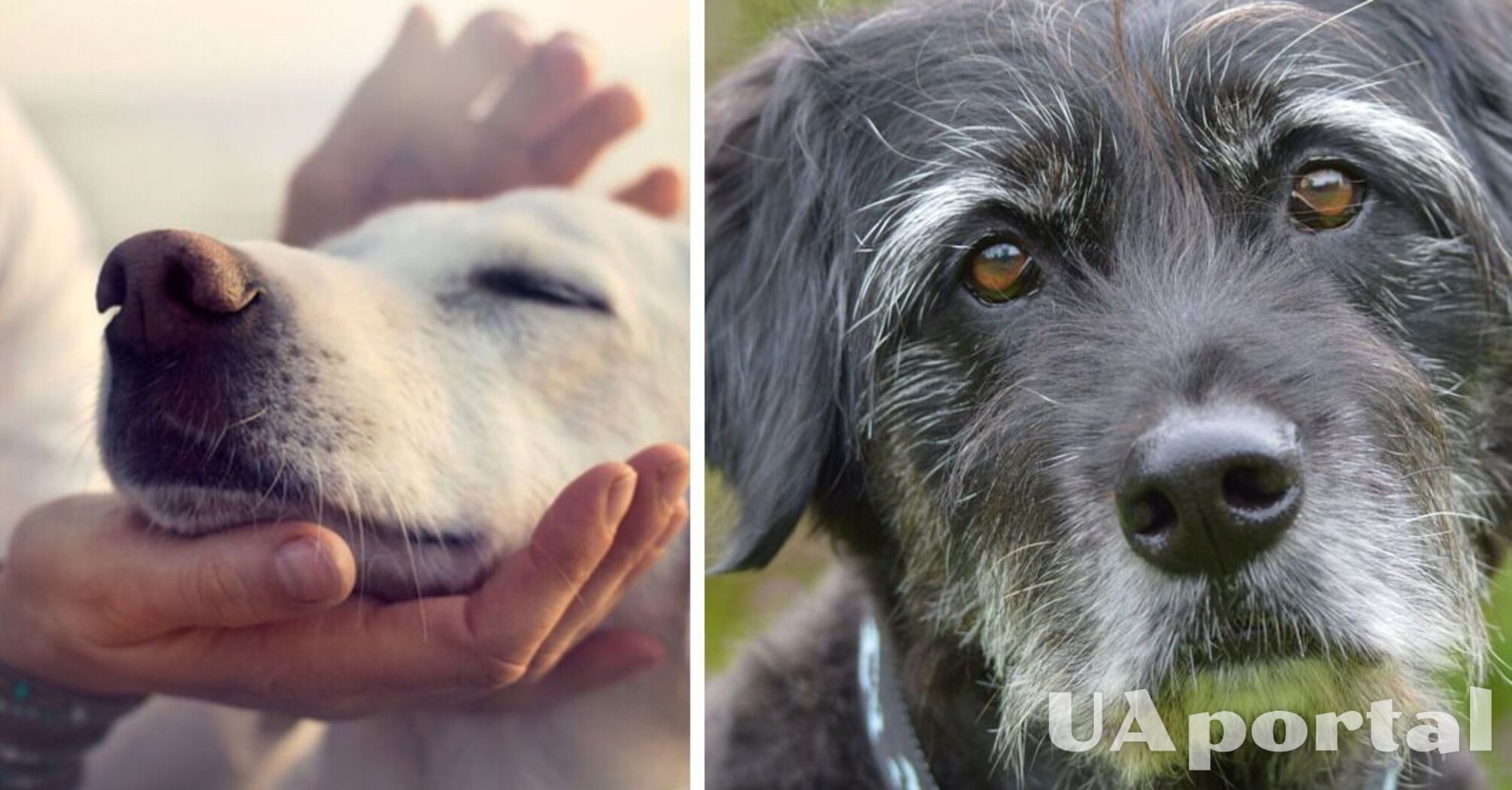 Як доглядати за старими собаками: поради ветеринарів 