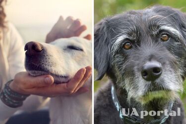 Як доглядати за старими собаками: поради ветеринарів