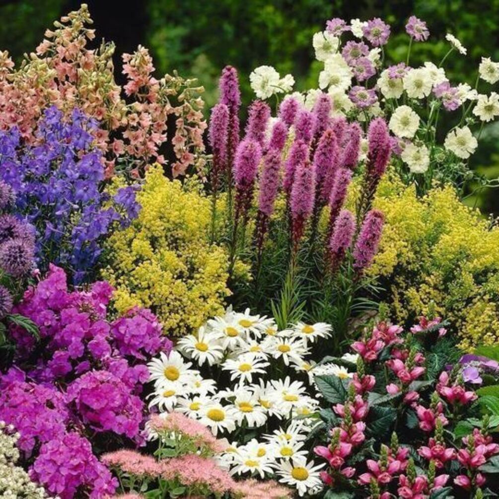 Не сажайте их в саду: 4 растения, которые чаще всего болеют и заражают соседей