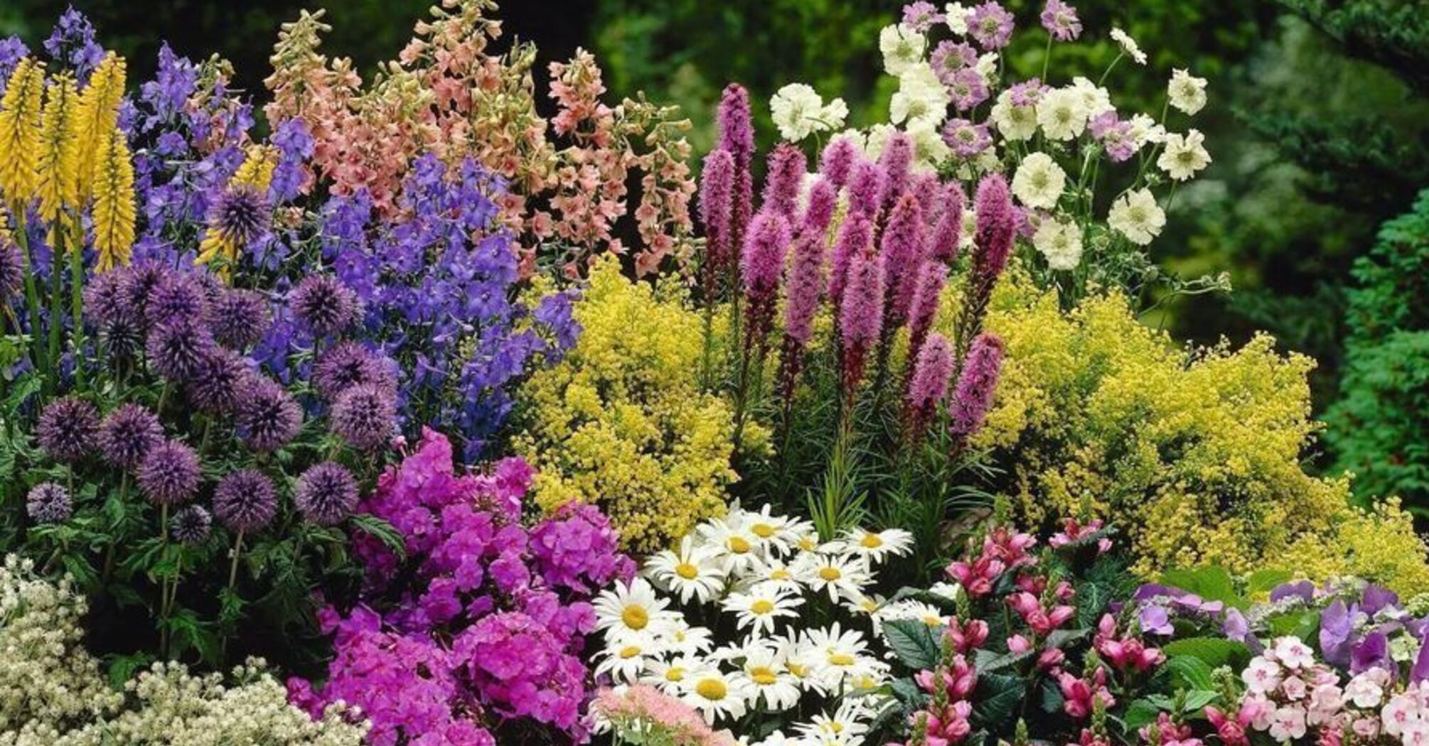 Не сажайте их в саду: 4 растения, которые чаще всего болеют и заражают соседей