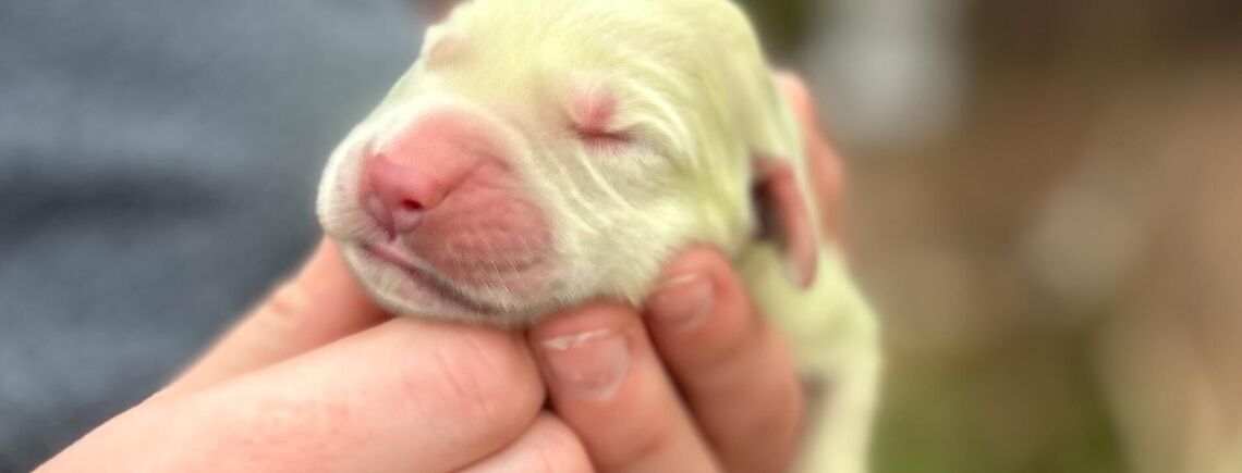 У США собака народила цуценя фісташкового кольору (відео)