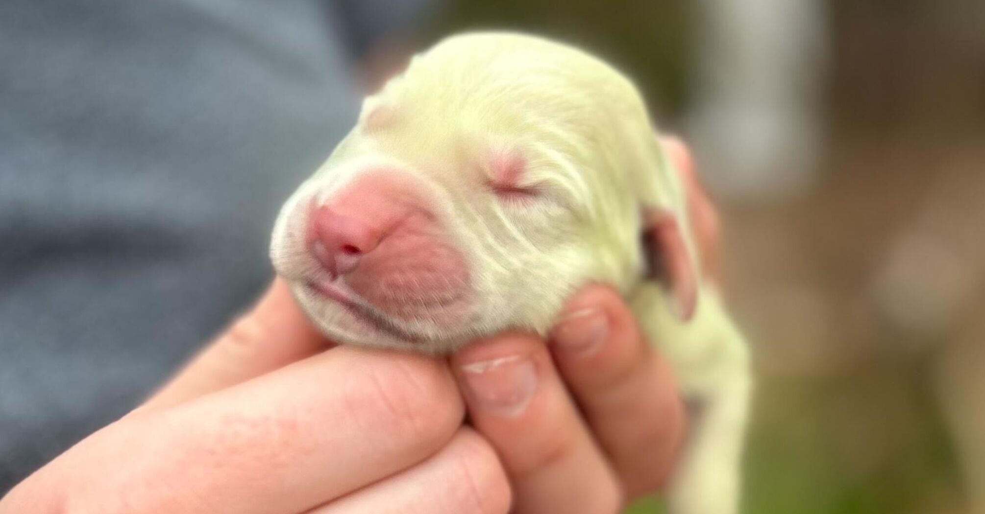 В США собака родила щенка фисташкового цвета (видео)