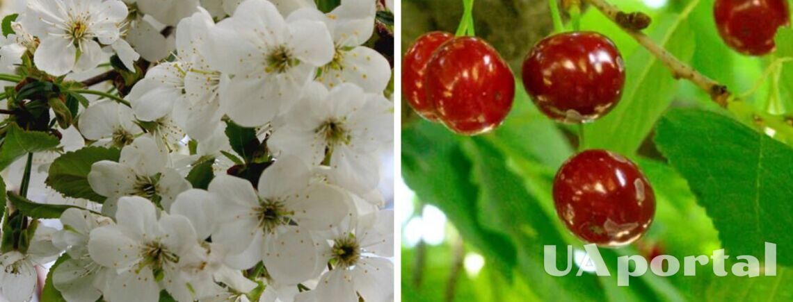 Почему вишня цветет, но дает мало ягод: советы опытных садоводов.