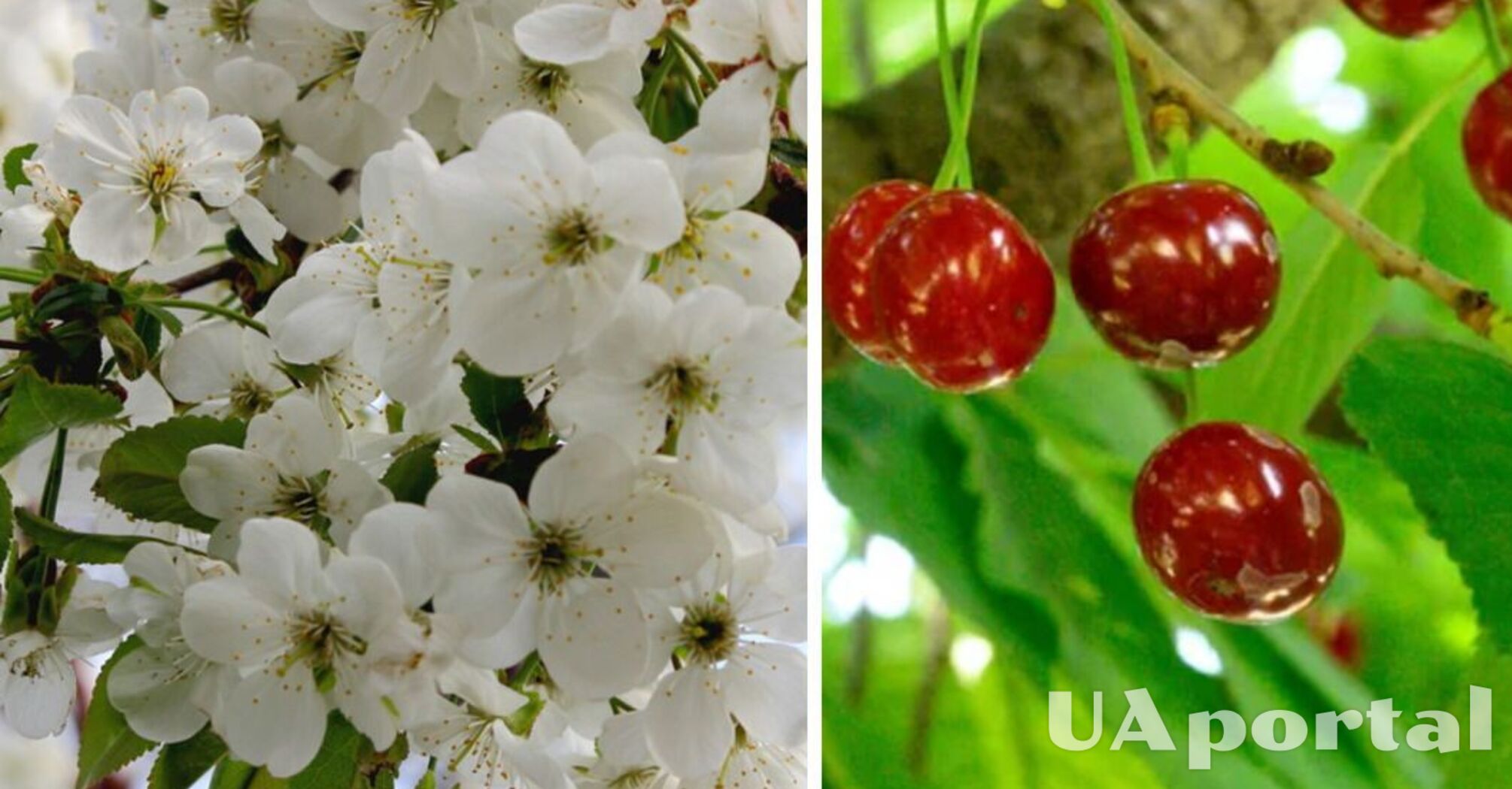 Почему вишня цветет, но дает мало ягод: советы опытных садоводов.