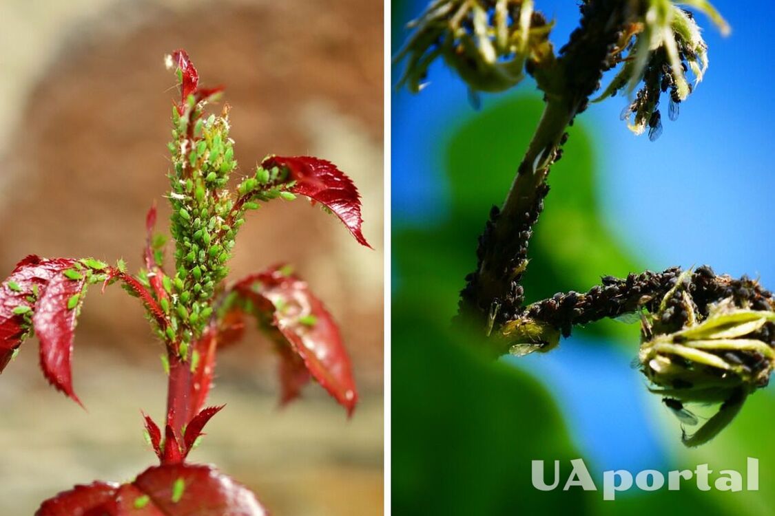 Специалисты назвали пять вредителей, которые могут убить комнатное растение: на что обращать внимание