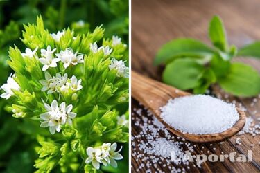 Який замінник цукру найкраще впливає на здоров'я та роботу мозку