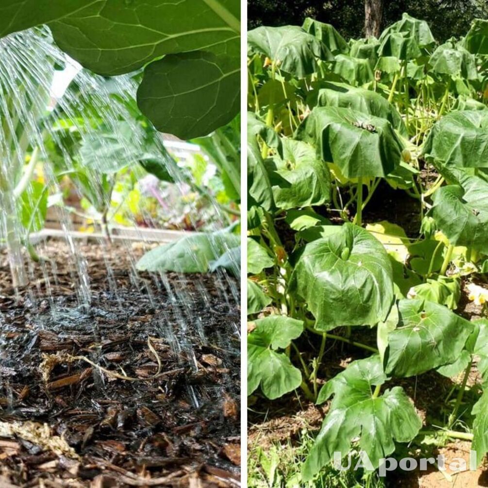Шесть простых способов защитить садовые растения во время жары: так делают опытные огородники