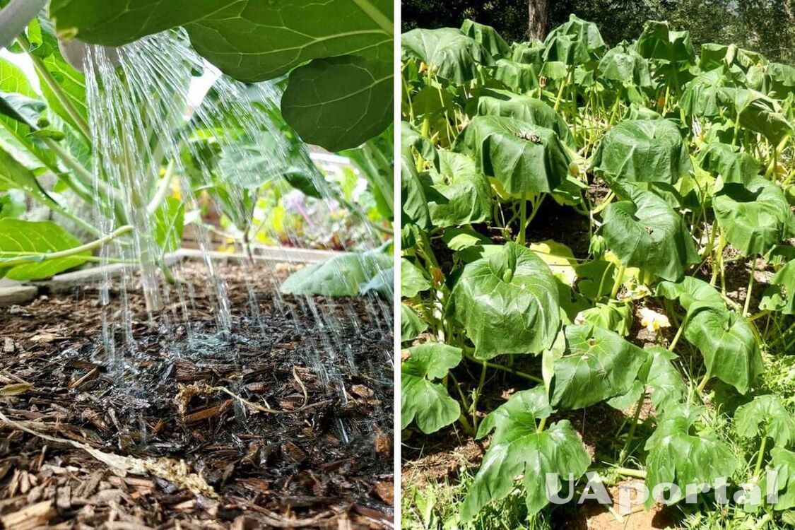 Шесть простых способов защитить садовые растения во время жары: так делают опытные огородники