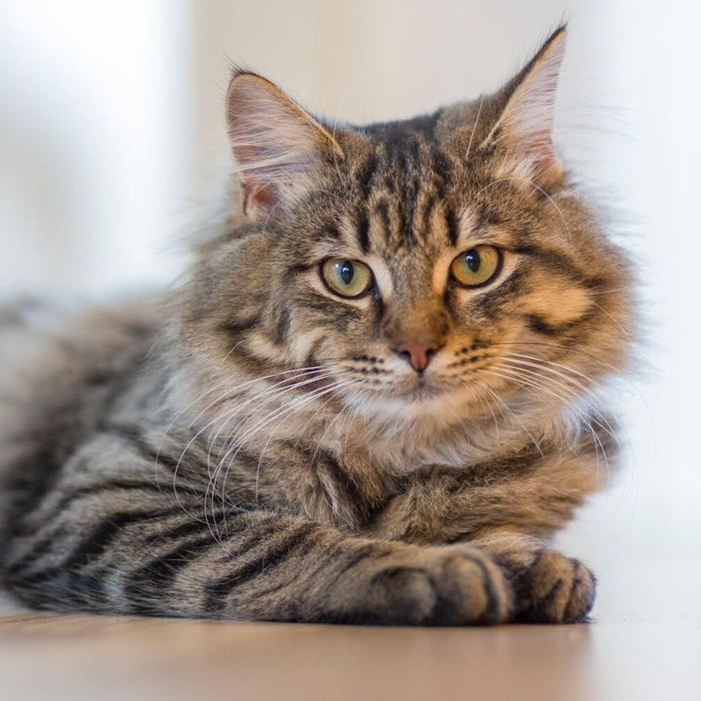 Чи справді коти можуть відчувати наближення смерті: що каже наука