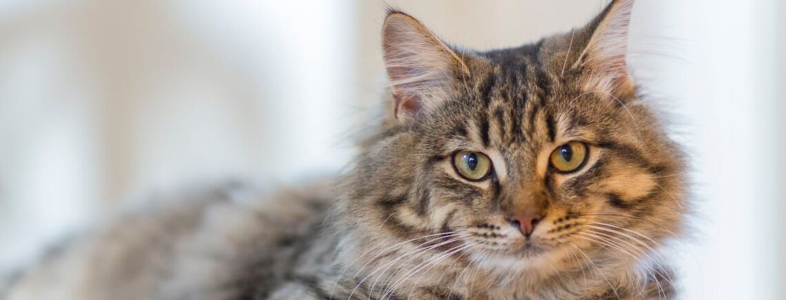 Чи справді коти можуть відчувати наближення смерті: що каже наука