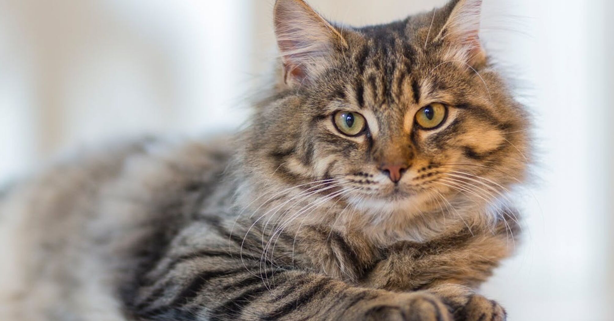 Действительно ли коты могут чувствовать приближение смерти: что говорит наука