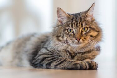 Чи справді коти можуть відчувати наближення смерті: що каже наука