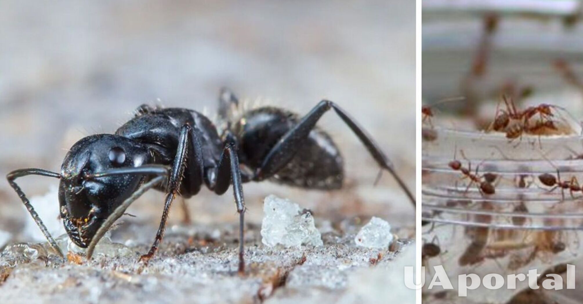 Що означає, якщо вдома завелись чорні або руді мурахи