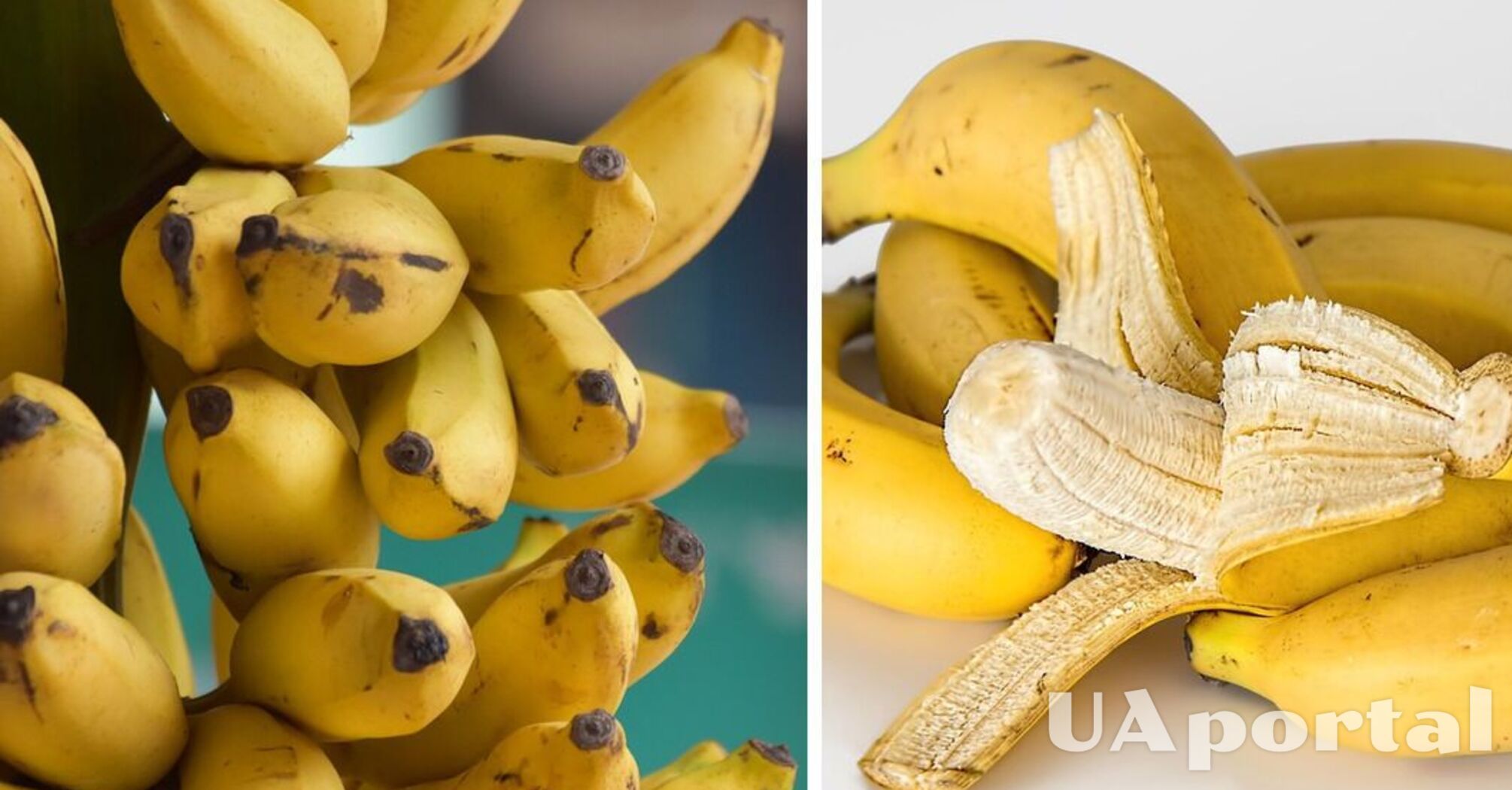 Эксперты подсказали, как существенно продлить срок хранения бананов