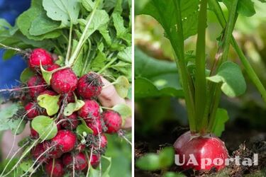 Як підгодовувати та поливати редис для багатого врожаю