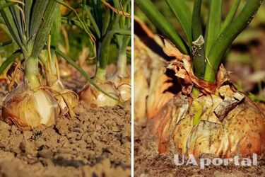 Як покращити ріст цибулі: городники дали дієву пораду