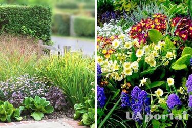 Какие многолетние растения лучше выбрать для сада