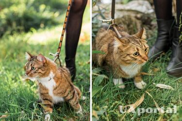 Можно ли выгуливать домашних кошек: советы владельцам четырехлапых друзей