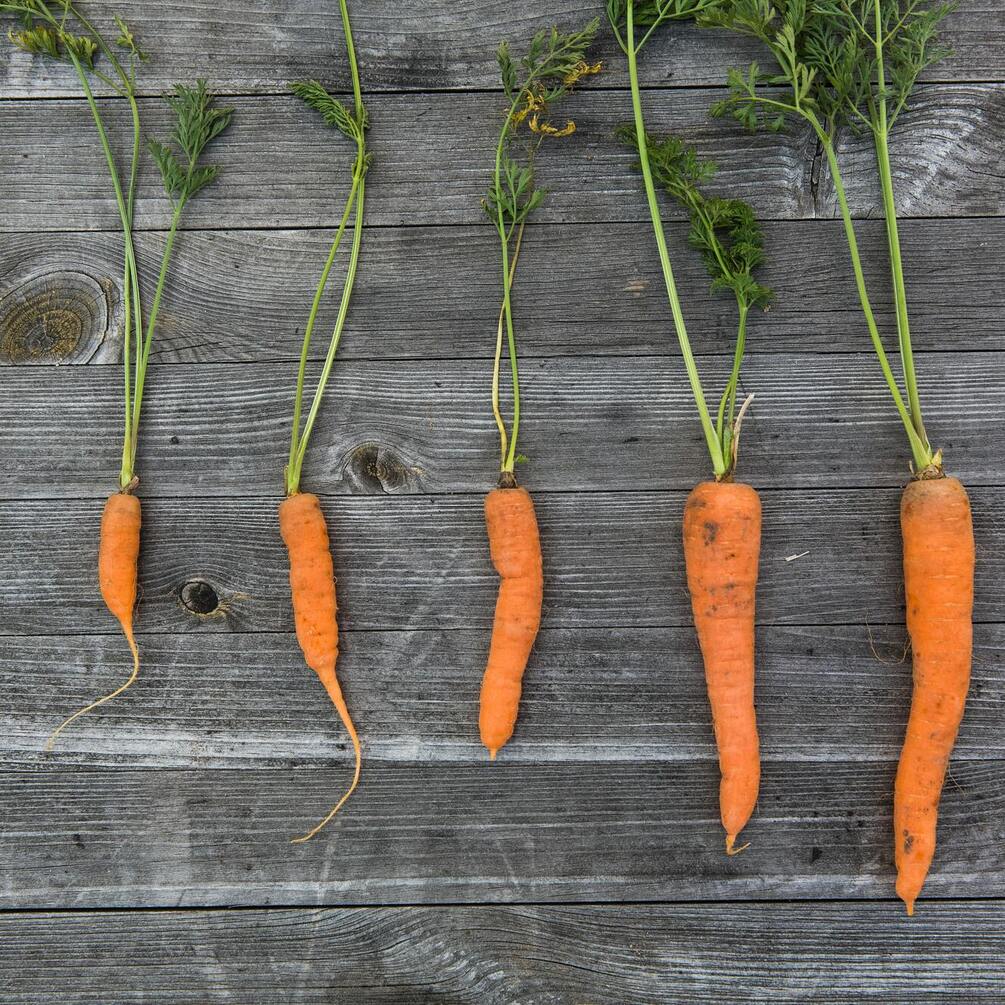 Чому морква виростає кривою: названа головна помилка городників