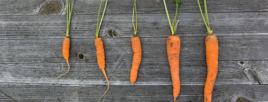 Чому морква виростає кривою: названа головна помилка городників