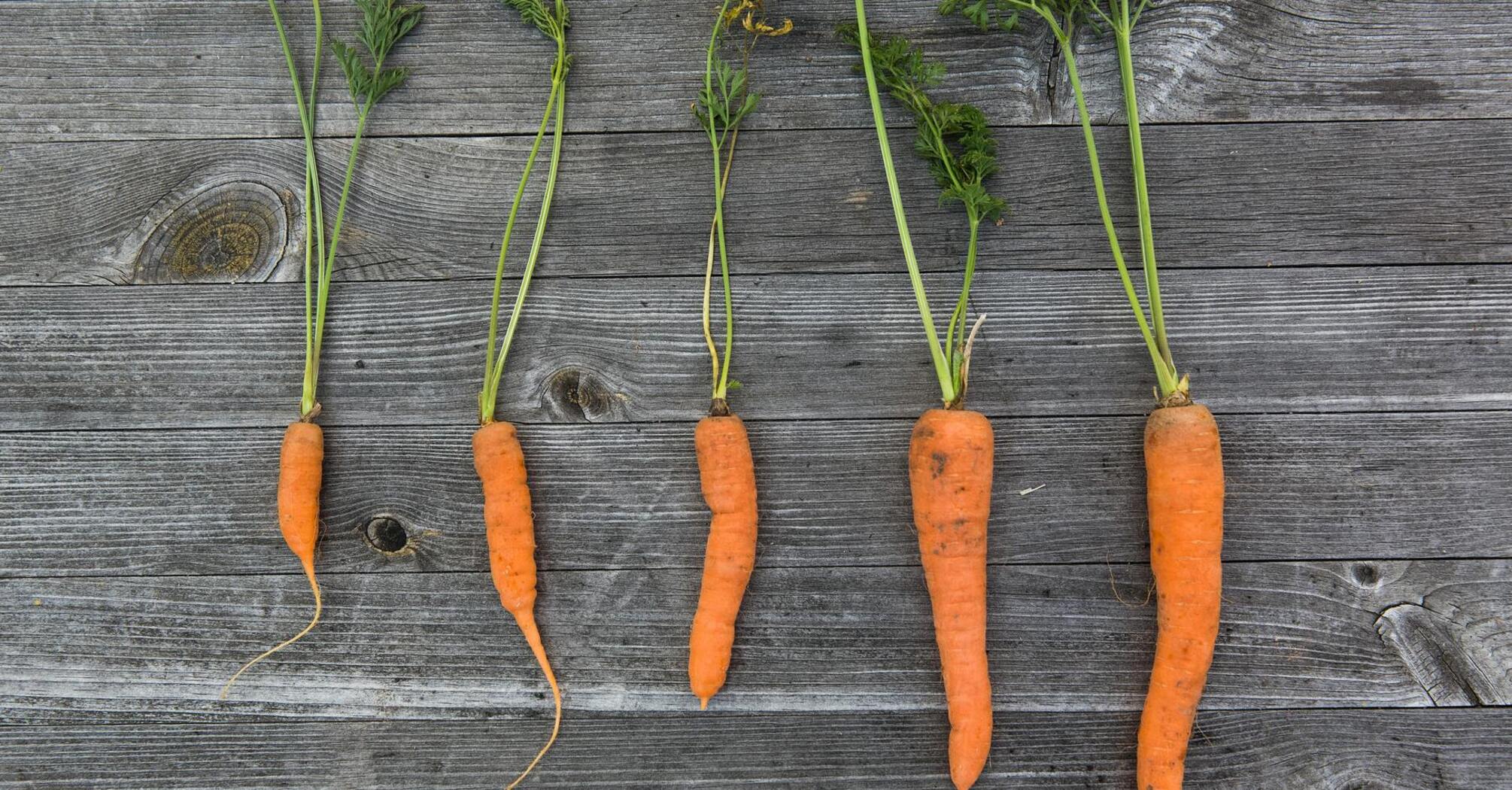 Почему морковь вырастает кривой: названа главная ошибка огородников