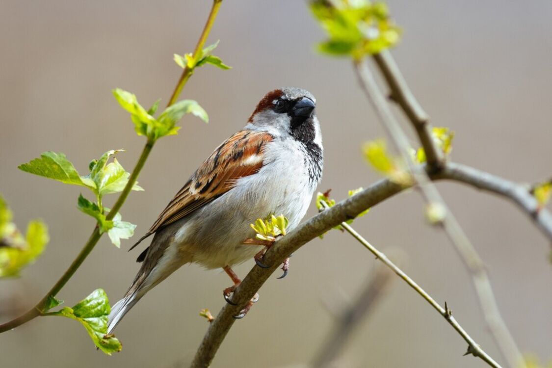 Как отпугнуть птиц от черешни и малины: простой лайфхак