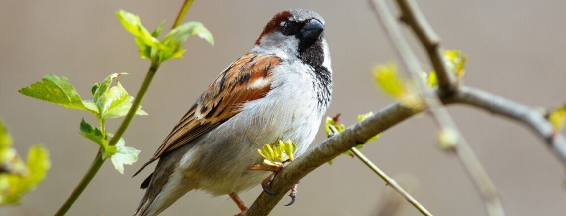Как отпугнуть птиц от черешни и малины: простой лайфхак