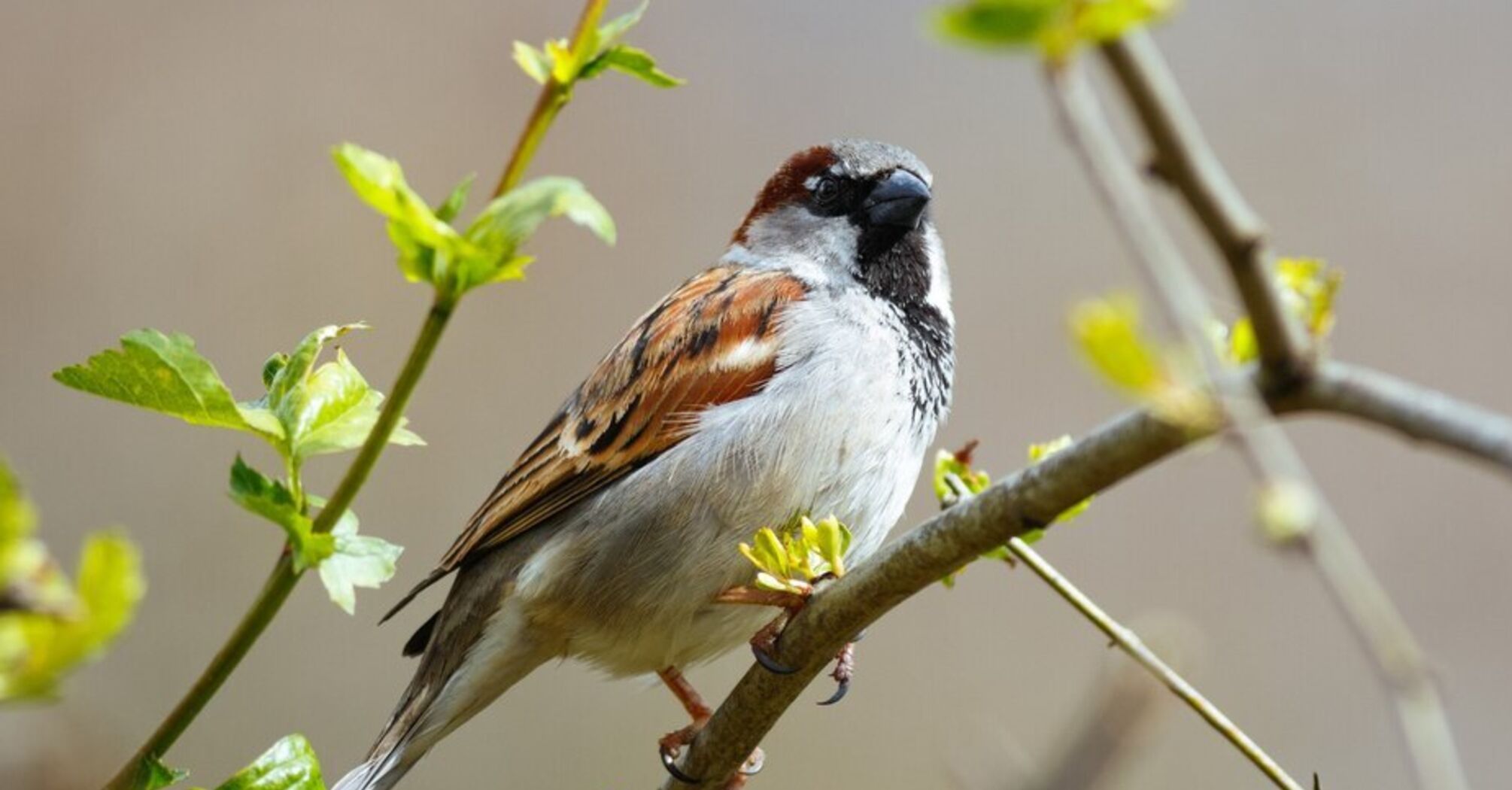How to protect cherries and raspberries from birds - how to protect ...