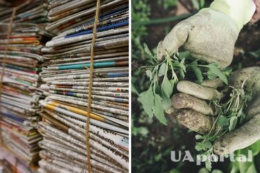 Садівники пояснили, як проста газета допоможе винищити бур'яни раз і назавжди