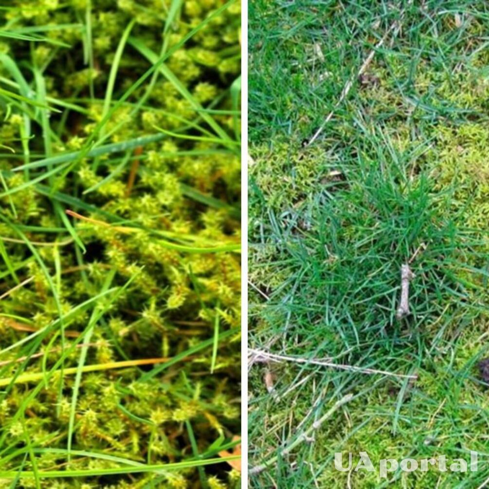 Як позбавитись від моху на газоні: поради городників 