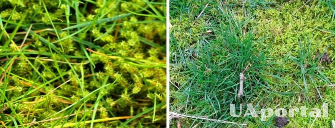 Як позбавитись від моху на газоні: поради городників 