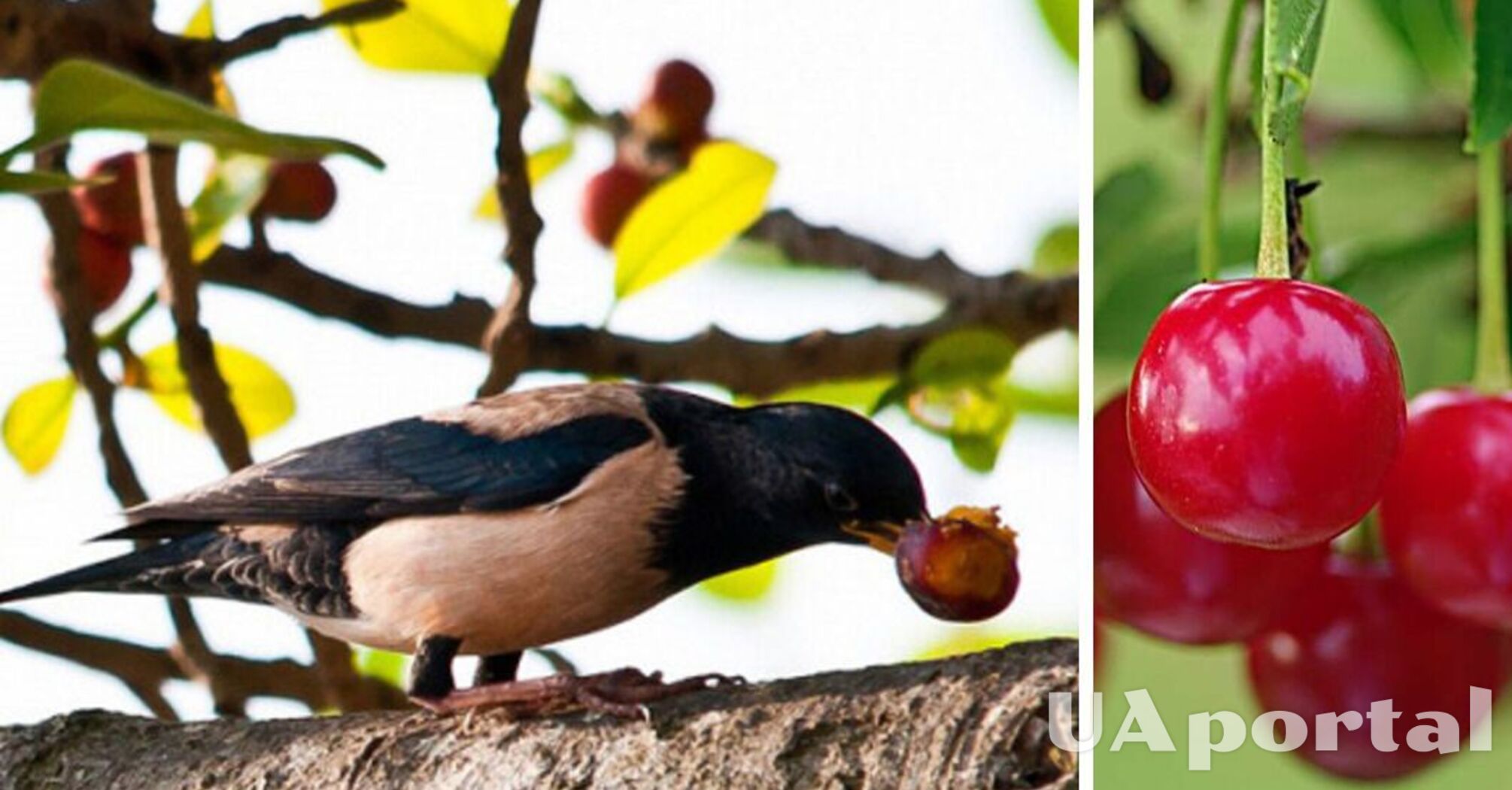 Как защитить плодовые деревья и кустарники с ягодами от птиц