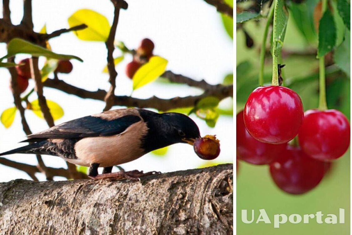 Як захистити ягоди на кущах та деревах від птахів: корисні поради