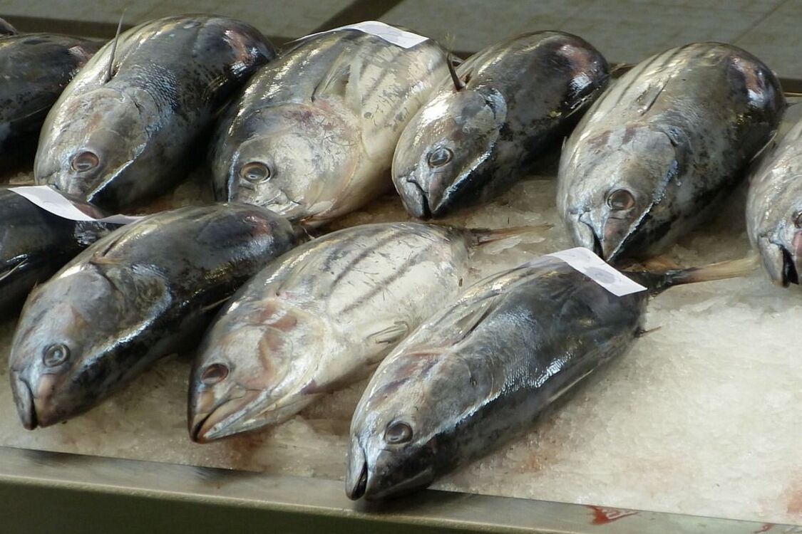 Науковці виявили ртуть в рибі, яка є однією з найпопулярніших у світі