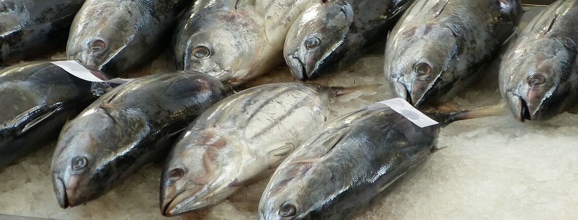 Ученые обнаружили ртуть в рыбе, которая является одной из самых популярных в мире