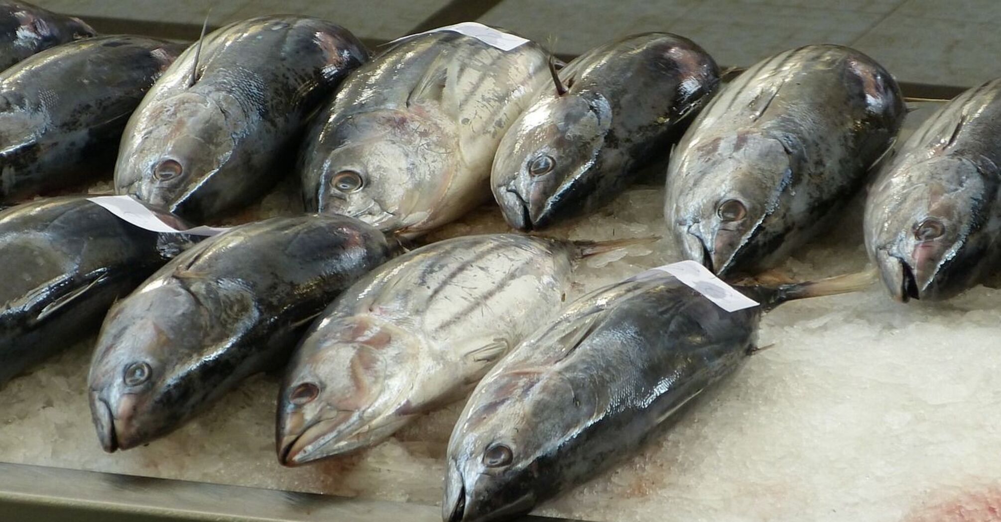 Ученые обнаружили ртуть в рыбе, которая является одной из самых популярных в мире