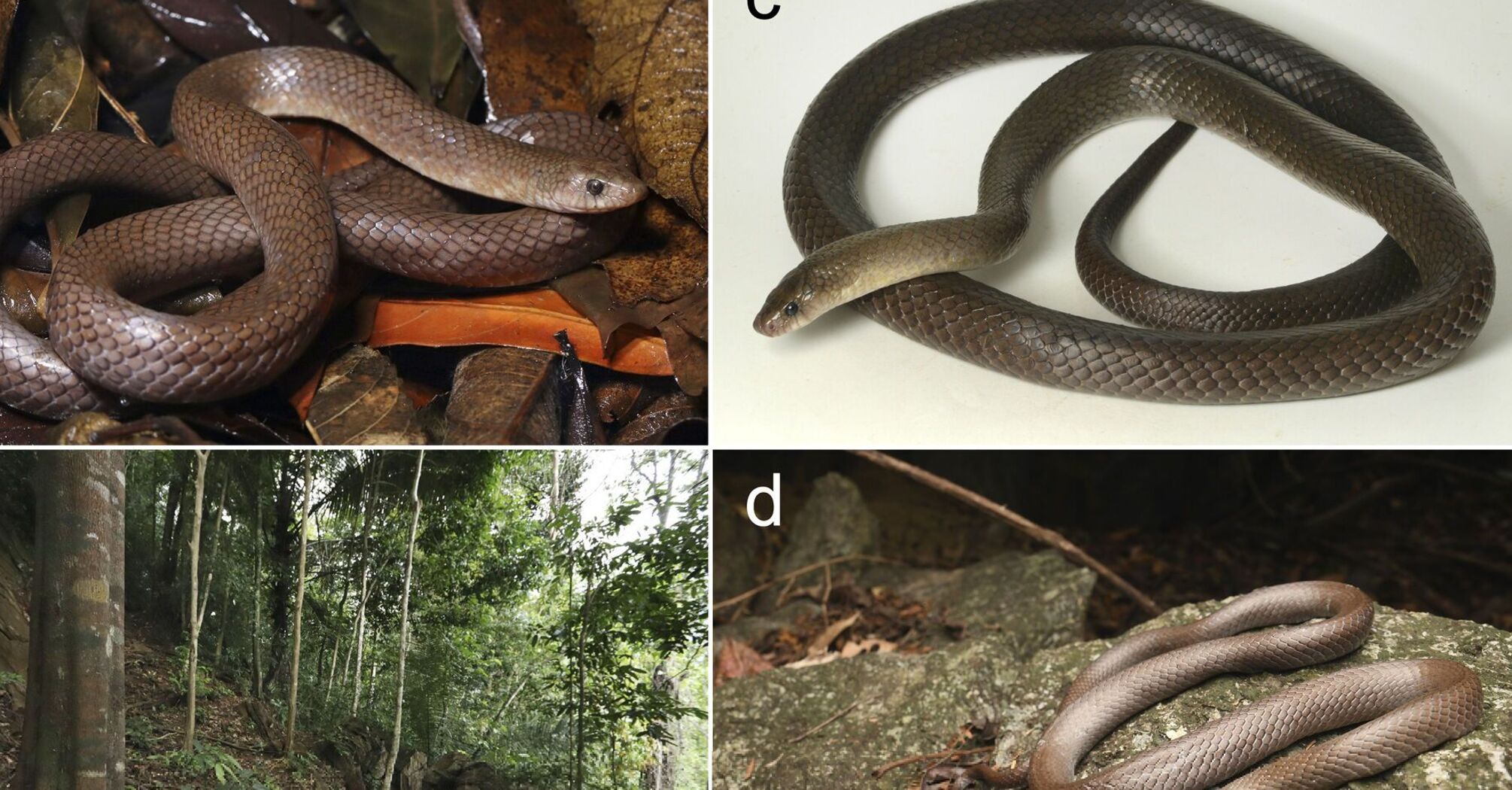 Новий вид змій виявили у Таїланді: мають ікла, схожі на леза (фото)