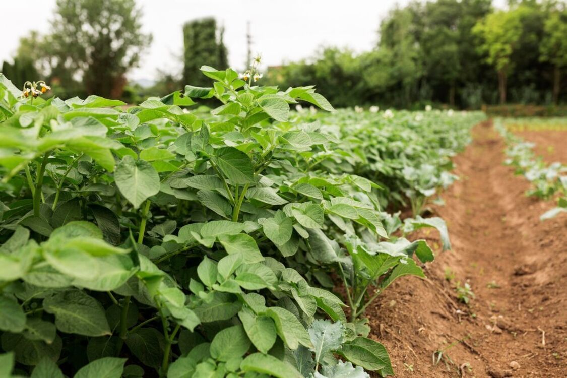 Что посадить в междурядья картофеля для гигантского урожая: советы огородников