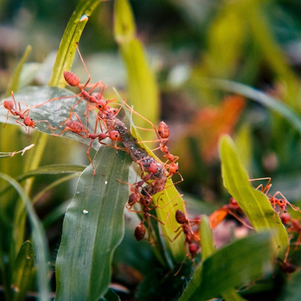 Мощное и дешевое средство, которое заставит муравьев исчезнуть из вашего огорода 
