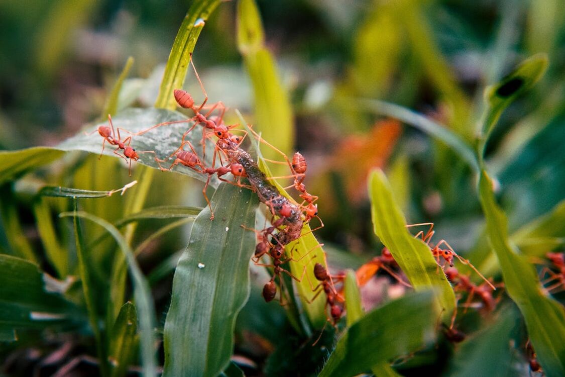 Мощное и дешевое средство, которое заставит муравьев исчезнуть из вашего огорода 