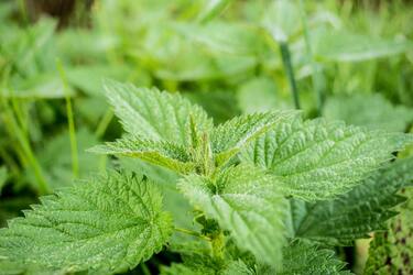 If you try this budget fertilizer, your beds will awe every neighbor