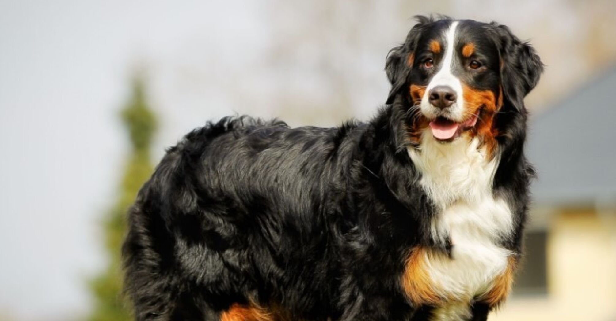 З ними ніколи не буде клопоту: названо вісім найспокійніших порід собак