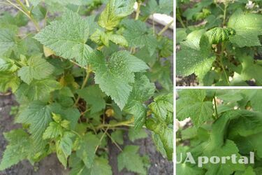 Покрутило листья смородины: какой вредитель атакует растения и как его обезвредить