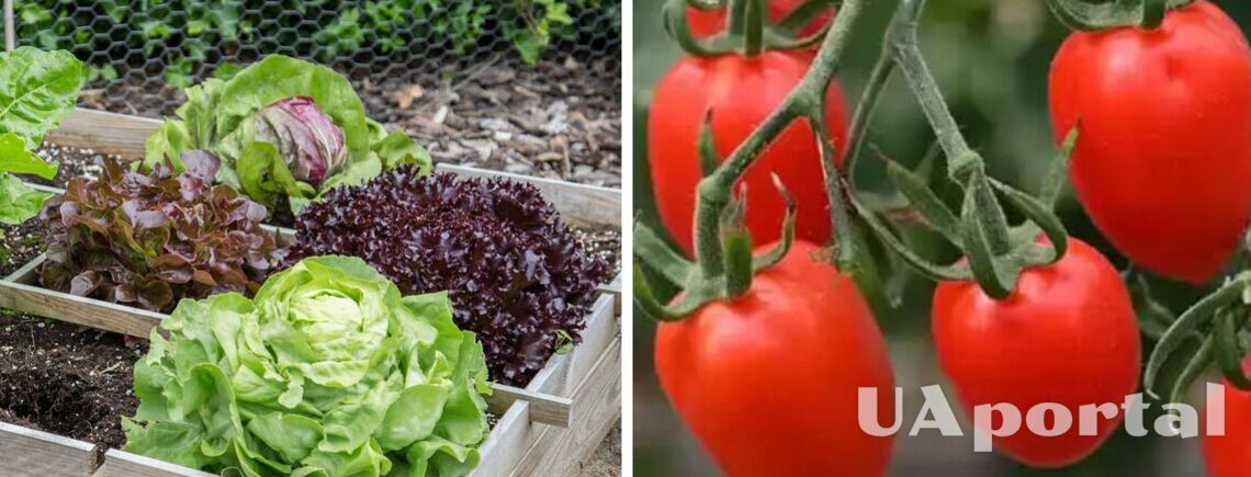 Когда и как сажать помидоры в мае: советы опытных садоводов