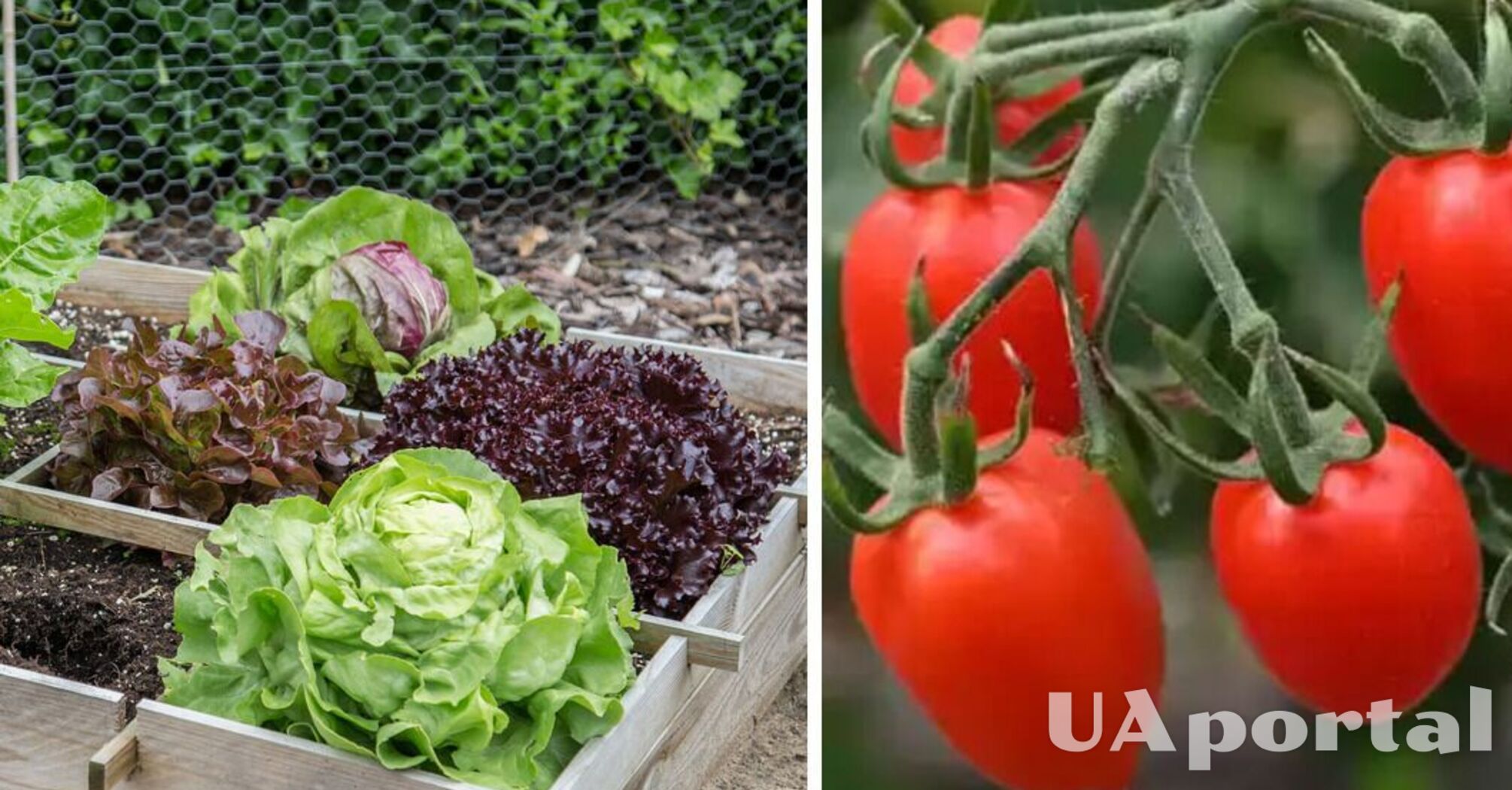 Коли та як садити помідори у травні: поради досвідчених садівників