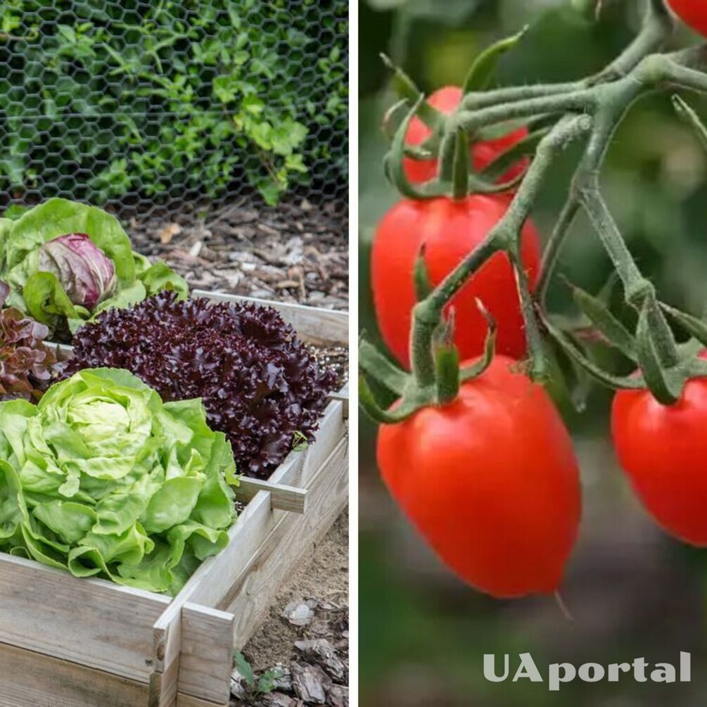 Які рослини не можна садити біля помідорів, щоб не зіпсувати врожай